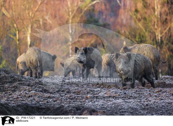 wildboars / PW-17221