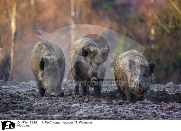 wildboars / PW-17226