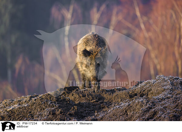 wildboar / PW-17234