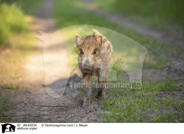Wildschwein Frischling / wildboar piglet / JM-20034
