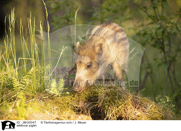 Wildschwein Frischling / wildboar piglet / JM-20047