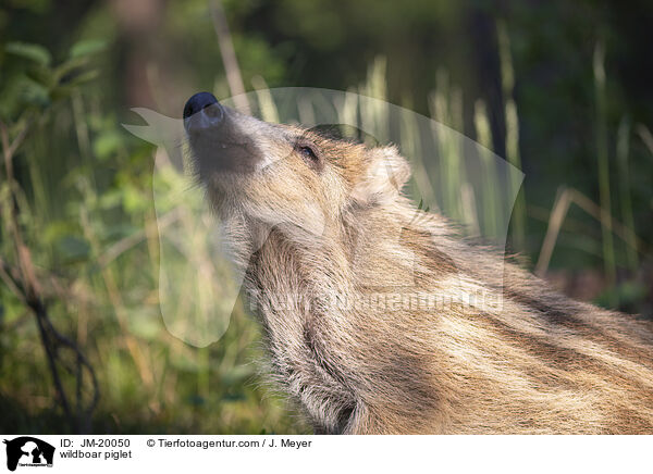 Wildschwein Frischling / wildboar piglet / JM-20050