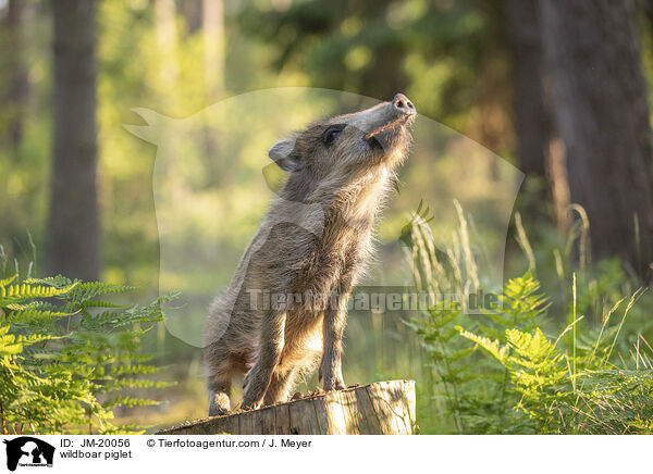 Wildschwein Frischling / wildboar piglet / JM-20056