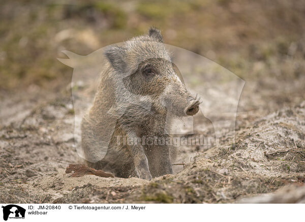 wildboar / JM-20840