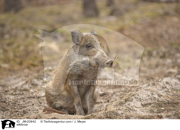 wildboar / JM-20842