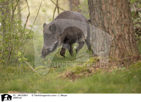 wildboar / JM-20861