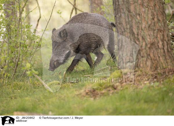 wildboar / JM-20862