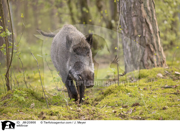wildboar / JM-20866