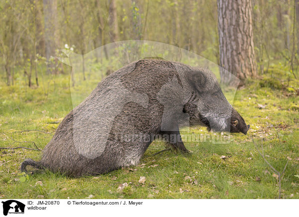 wildboar / JM-20870