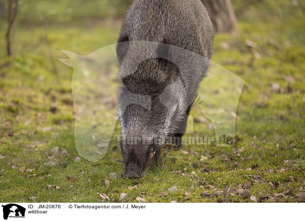 wildboar / JM-20876