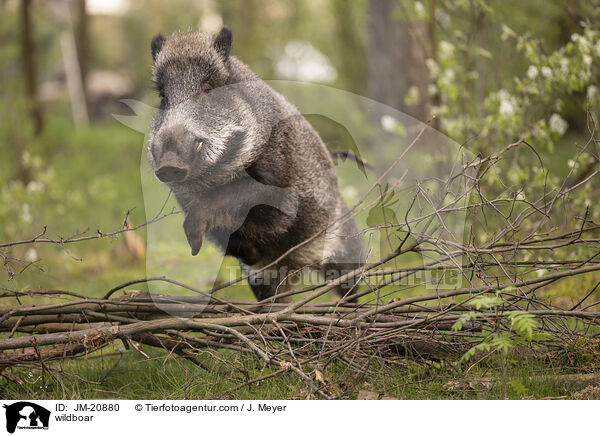 wildboar / JM-20880