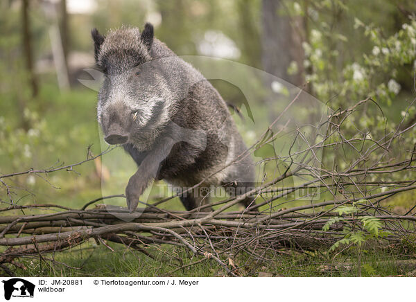 Wildschwein / wildboar / JM-20881