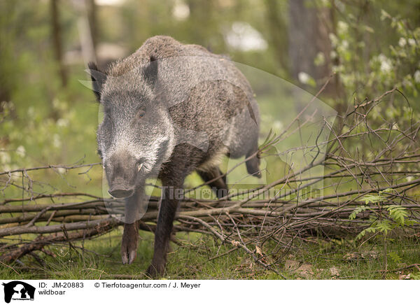 wildboar / JM-20883