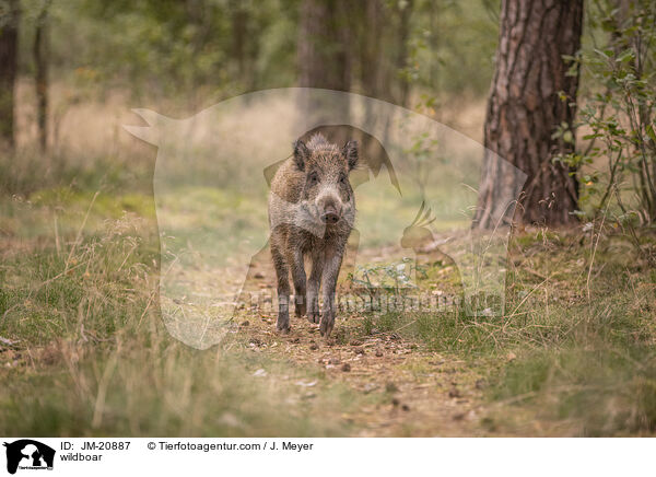 Wildschwein / wildboar / JM-20887