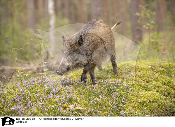 wildboar / JM-20888