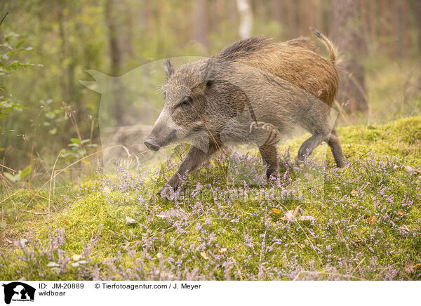 Wildschwein / wildboar / JM-20889
