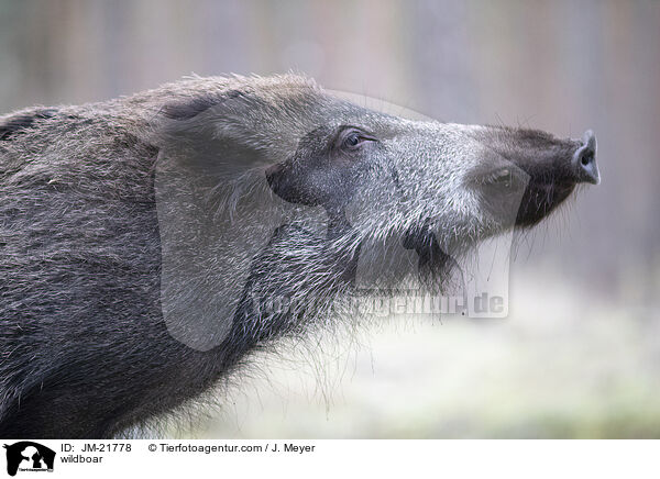 wildboar / JM-21778