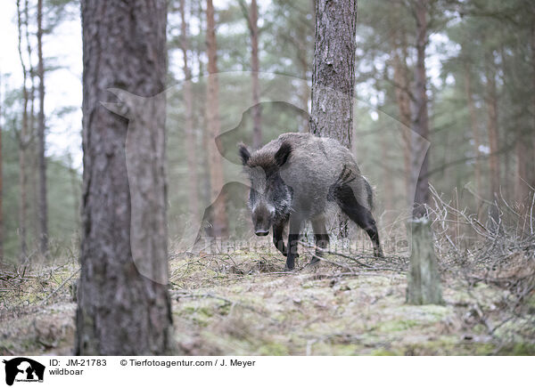 wildboar / JM-21783
