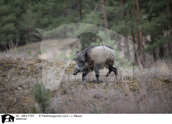 wildboar / JM-21797