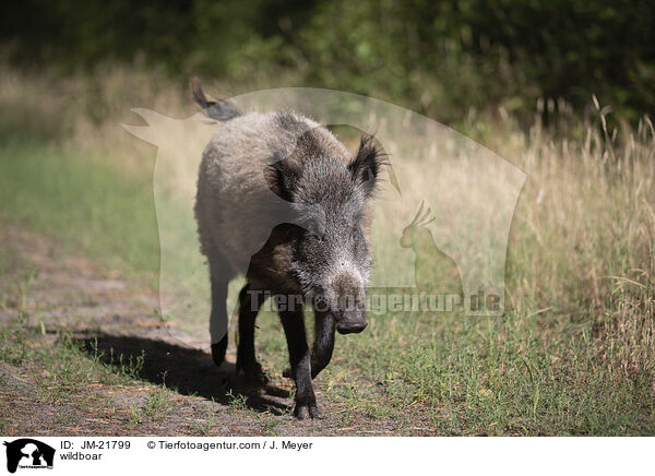 Wildschwein / wildboar / JM-21799