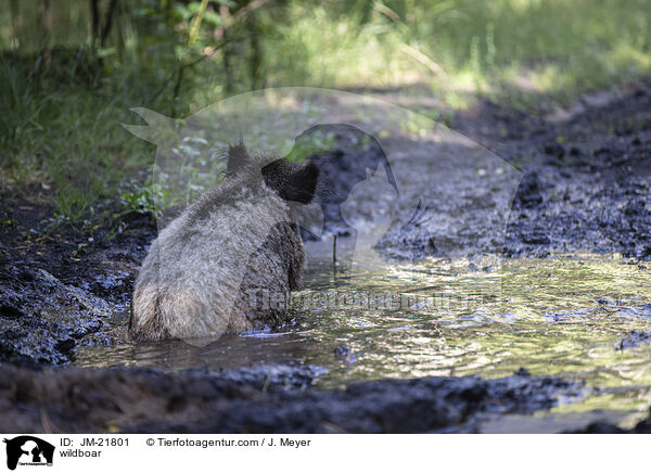 Wildschwein / wildboar / JM-21801