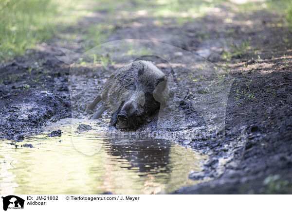 wildboar / JM-21802