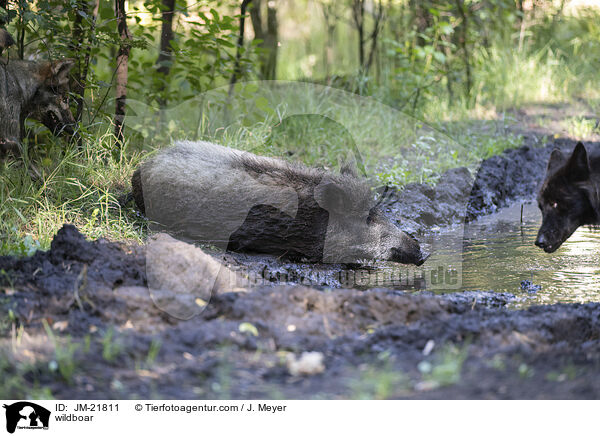wildboar / JM-21811