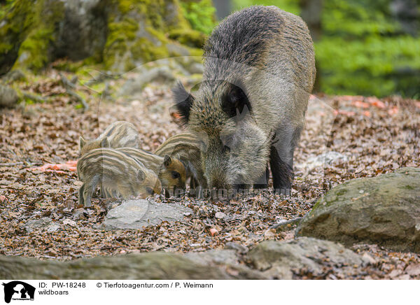 wildboars / PW-18248