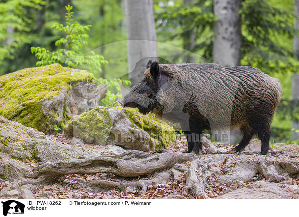 wildboar / PW-18262