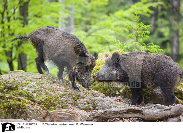 wildboars / PW-18264