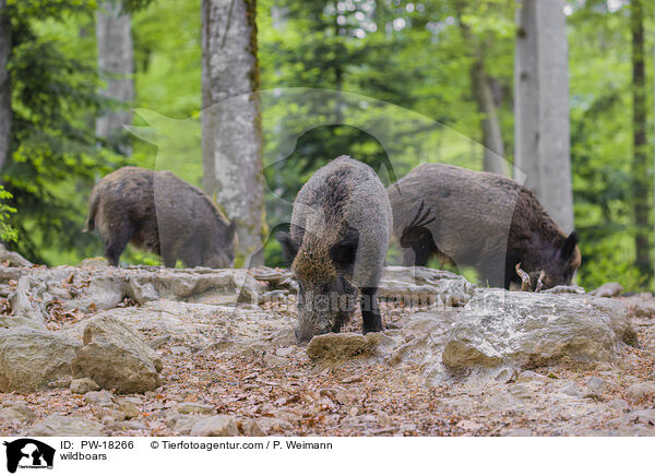 wildboars / PW-18266