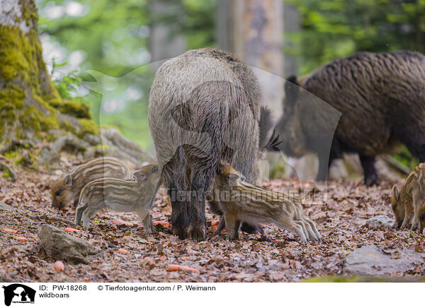wildboars / PW-18268