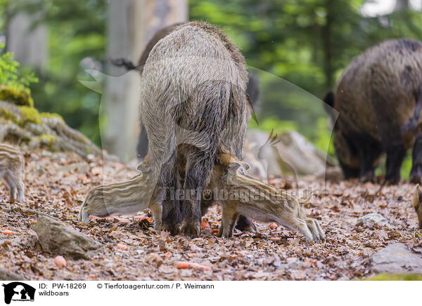 wildboars / PW-18269