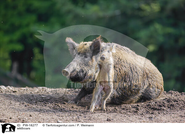 wildboars / PW-18277
