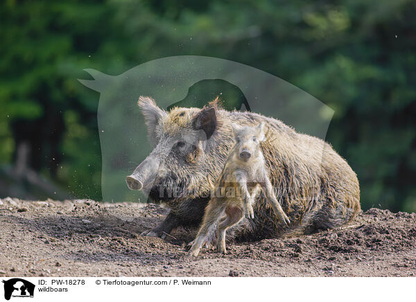 Wildschweine / wildboars / PW-18278
