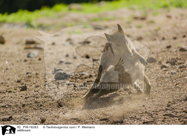 Wildschweine / wildboars / PW-18283
