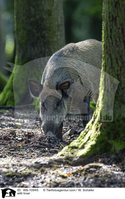 wild boar / WS-10945
