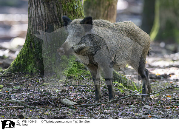 wild boar / WS-10946