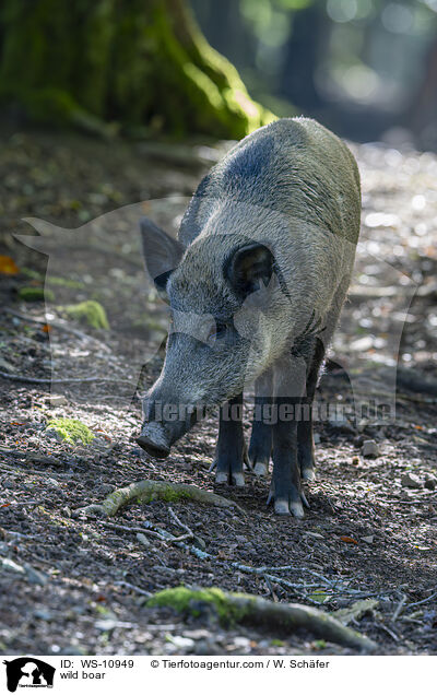 wild boar / WS-10949