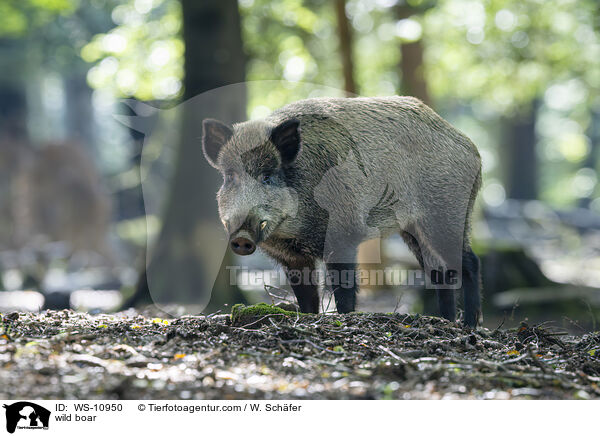 wild boar / WS-10950