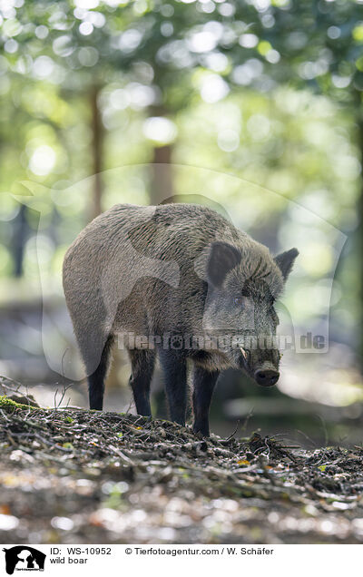 wild boar / WS-10952