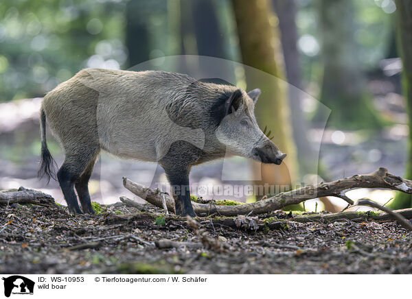wild boar / WS-10953