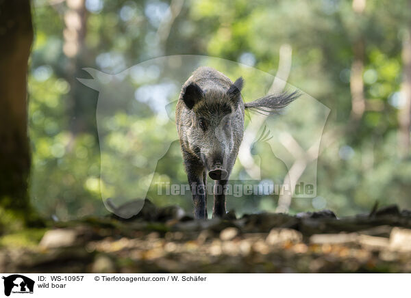 wild boar / WS-10957