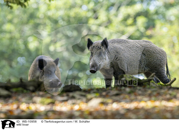 wild boar / WS-10958