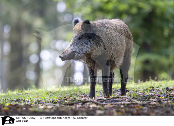 Wildschwein / wild boar / WS-10962