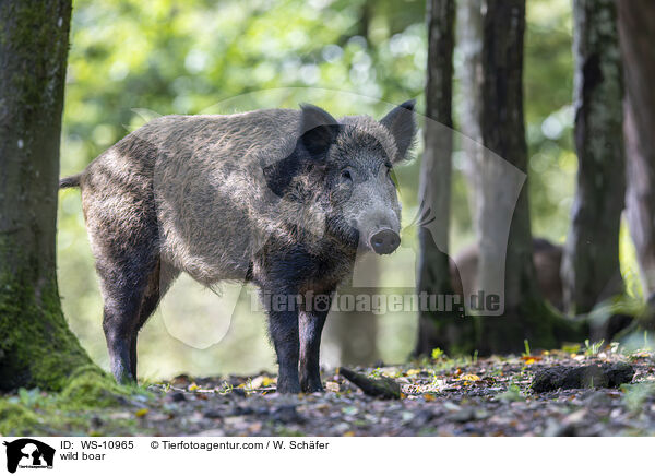 wild boar / WS-10965