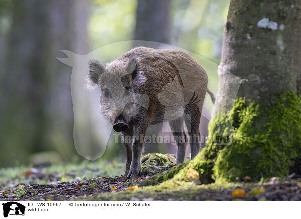wild boar / WS-10967