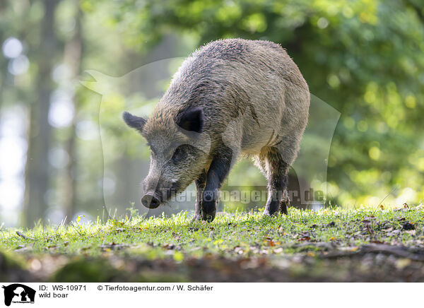 wild boar / WS-10971