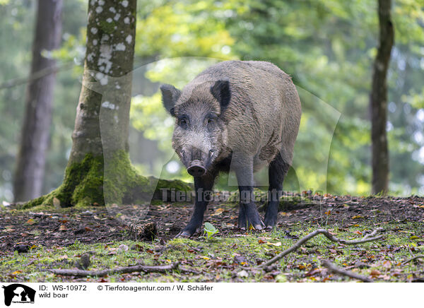 wild boar / WS-10972