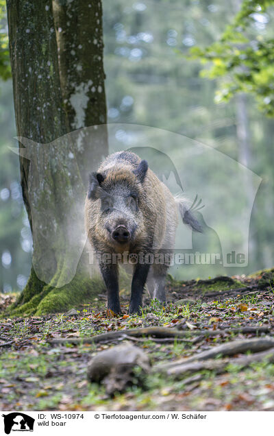wild boar / WS-10974